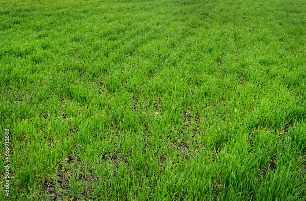 A beautiful endless field of green young sprouted grass. Agriculture. A beautiful endless field of green young sprouted grass. Agriculture.