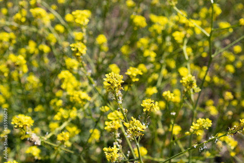 flowering rapeseed field in spring © Gabriela Bertolini