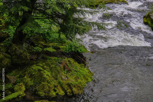 Picturesque and lush Alaska rainforest jungle with river creek and salmon trap in Ketchikan