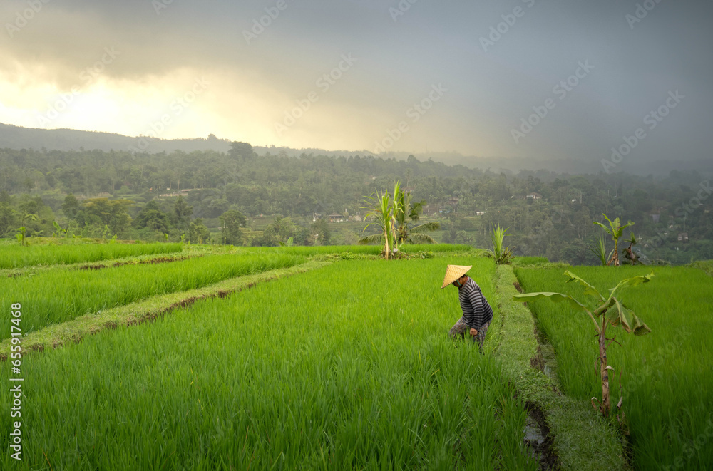 Farmer in rice field, Bali Indonesia Southeast Asia