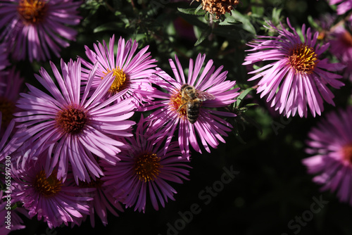 a close up of a bee on violet aster flowers in the summer garden 