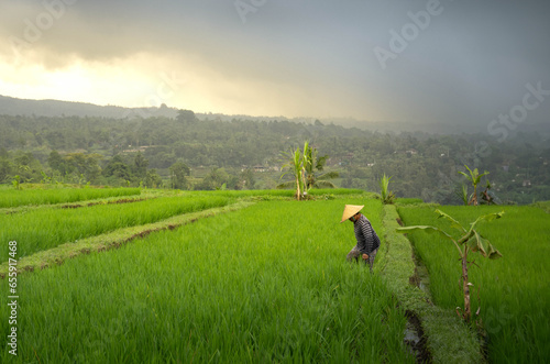 Farmer in rice field, Bali Indonesia Southeast Asia