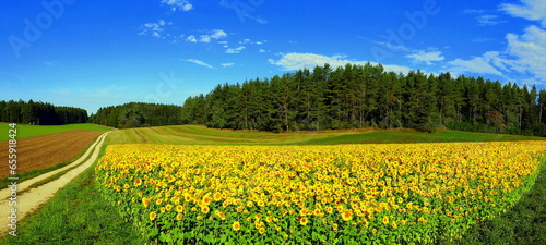 weites Panorama von blühenden Sonnenblumen vor Kiefernwald unter blauem Himmel mit Feldweg