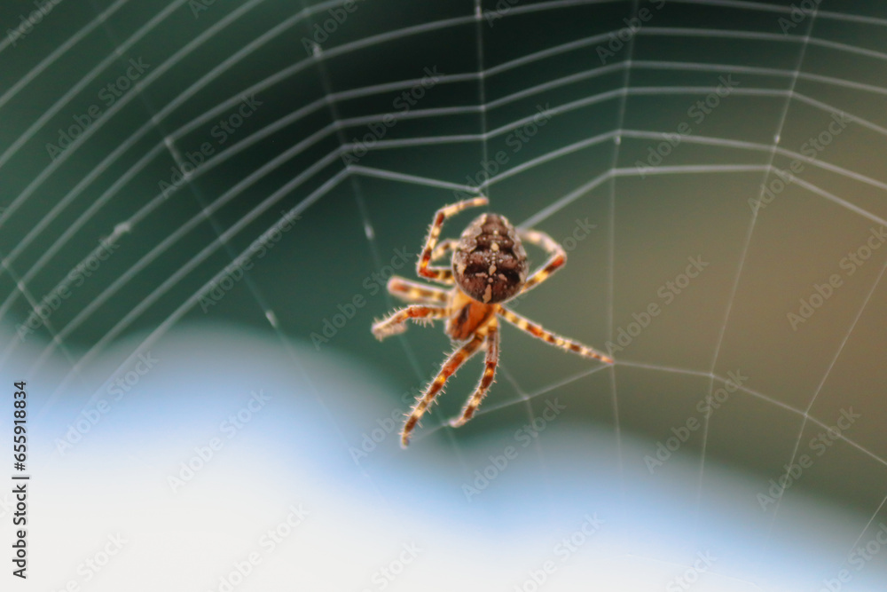 Obraz premium Cross spider is weaving its web