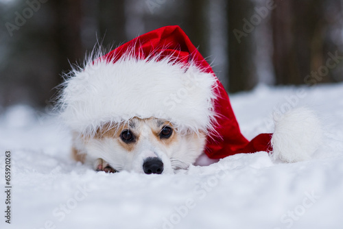 dog in santa hat photo