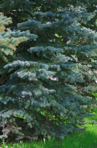 fragment of blue spruce on a summer day