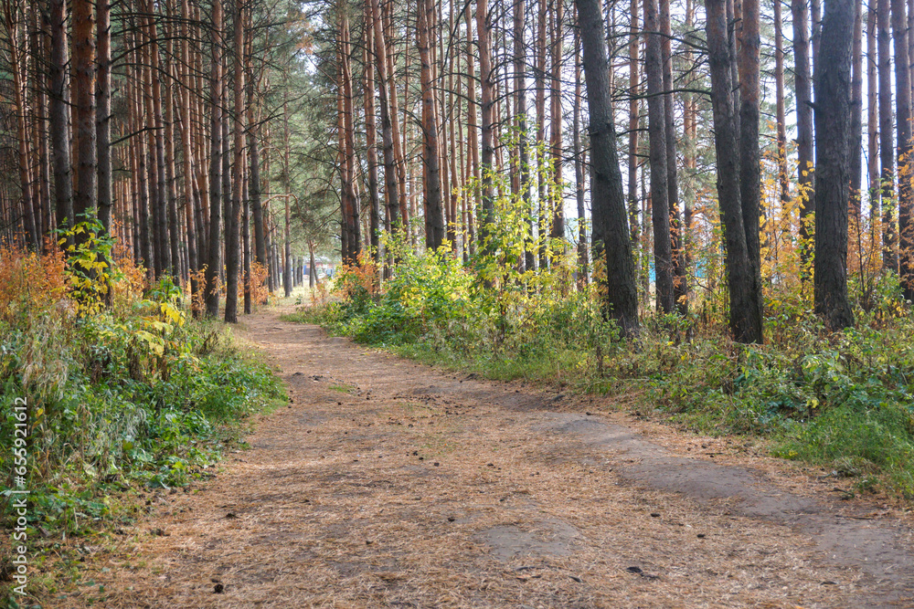 Fototapeta premium path in autumn forest