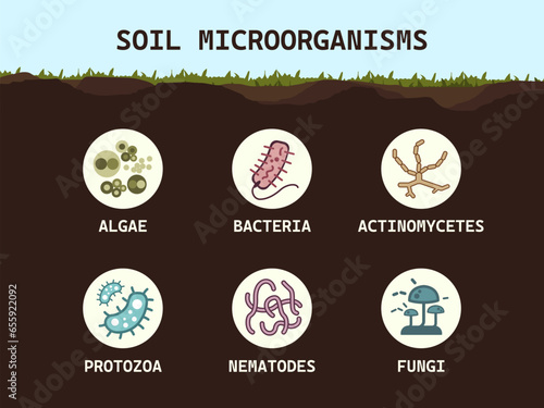 Soil biology. Soil microorganisms bacteria, fungi, algae, protozoa, nematodes, actinomycetes. Microbiology. Vector flat illustration