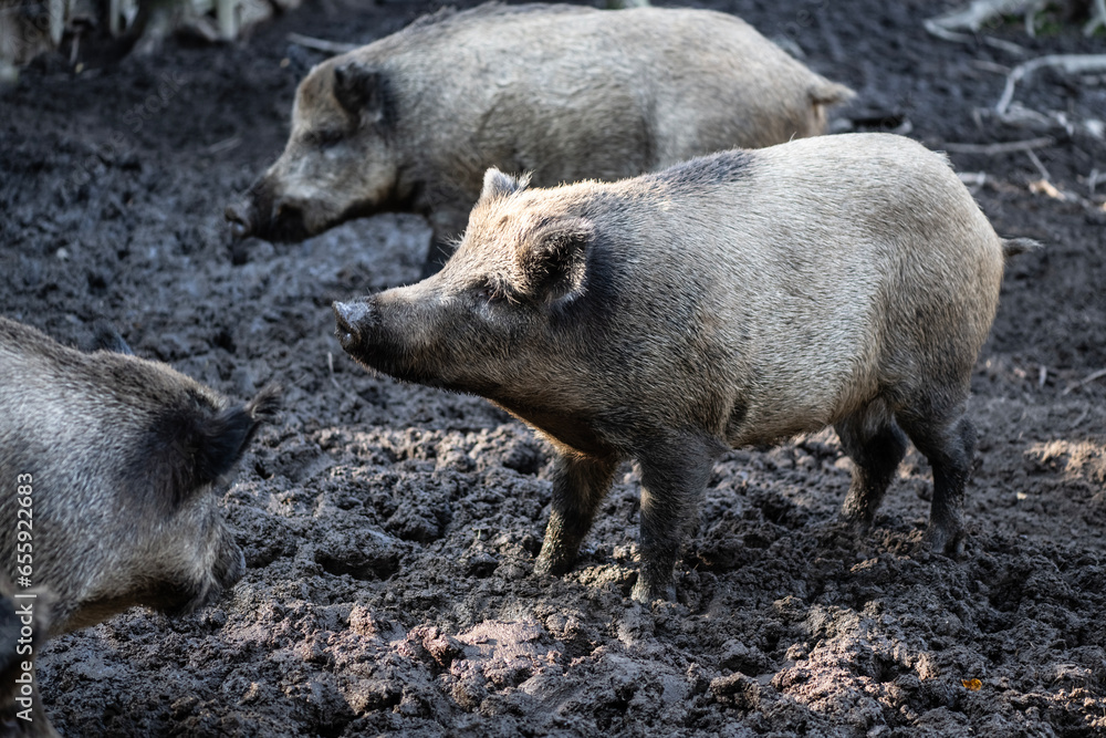 wild boars fighting for tasty apples close-up wild boars fighting for tasty apples close-up