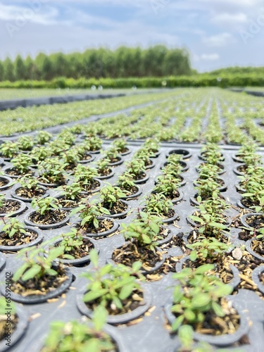 Vivero forestal en Ecuador