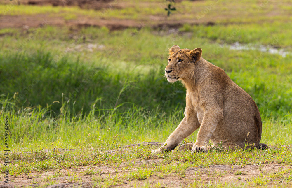 Fototapeta premium Gir Life Of Wildlife
