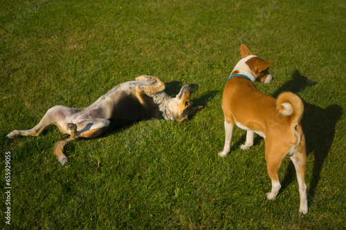 gorgeous basenji dog male standing  on green lawn while other mixed breed female dog  lying with obey near