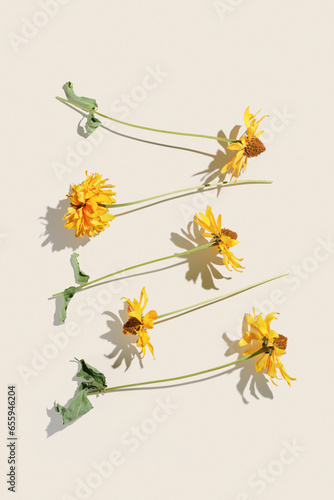 Floral Autumn composition dried yellow flowers Cosmos at sunlight on beige background. Autumn, fall concept, season nature still life, dry blooming flowers, minimal flat lay pattern monochrome
