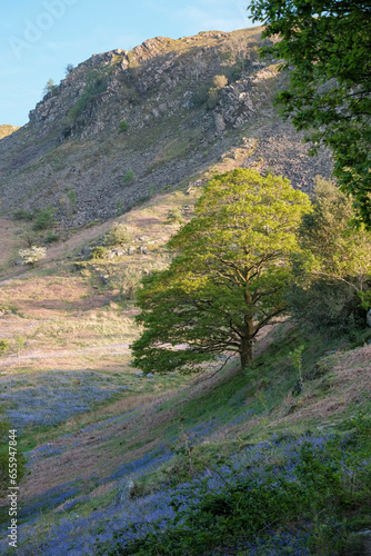 Bluebells on Loughrigg Fell, Grasmere in the Lake District 