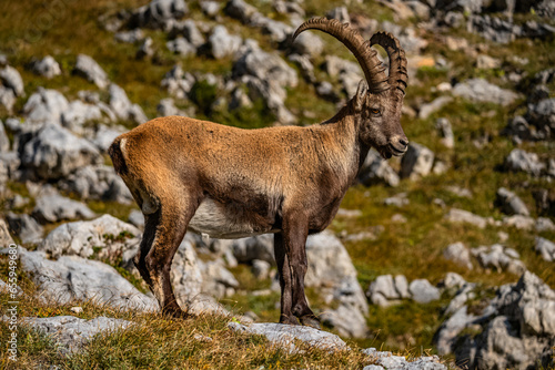 Steinbock