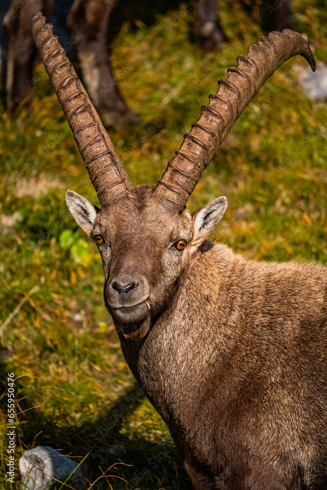 Steinbock