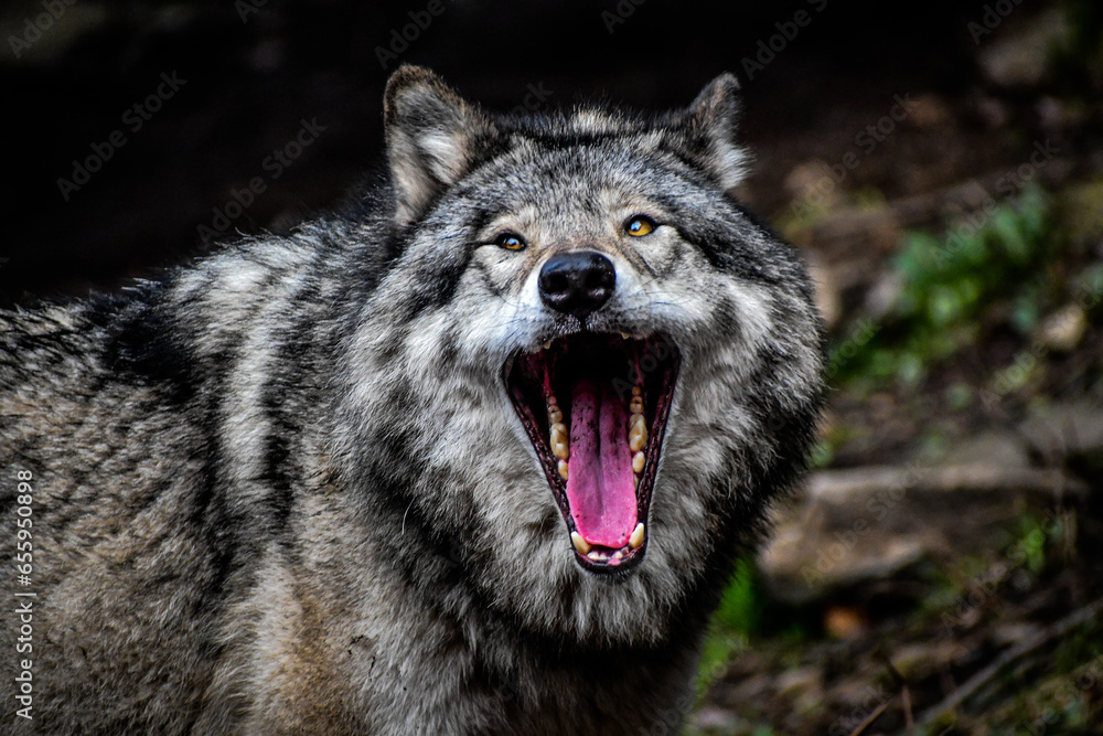 Fototapeta premium Loup noir hurlant