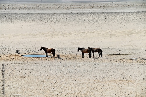 Wild horses at a waterhole in Namib desert near Garub train station photo