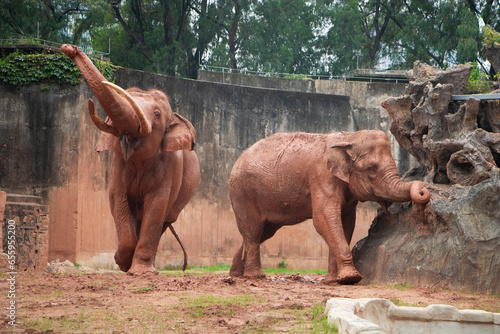 Photography group of elephants