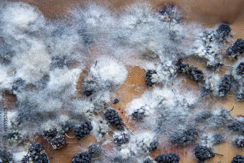 White mold on spoiled food. The mulberries are moldy. Bad food background. photo