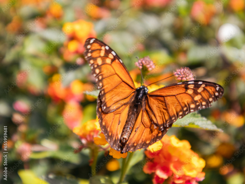 Fototapeta premium monarch butterfly on flower