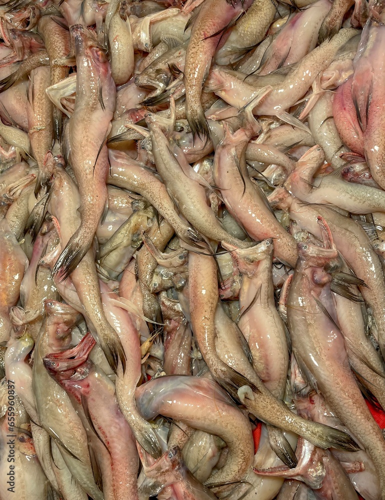 Bombay duck fish in the fish market.this photo was taken from Bangladesh.