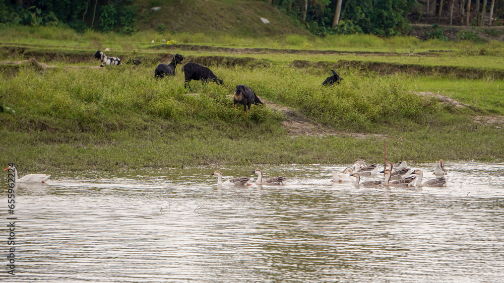 livestock are grazing in nature. livestock are grazing in nature.