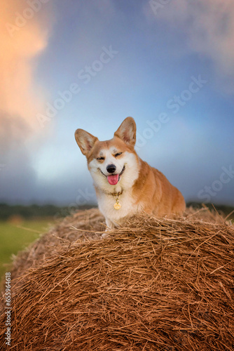 Photography dog