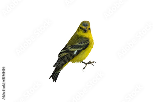Lesser Goldfinch (Carduelis psaltria) Photo, on a Transparent Background © Jim