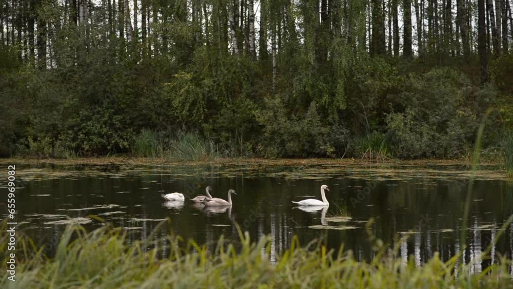 White and gray swans on the lake among green grass and forests White and gray swans on the lake among green grass and forests