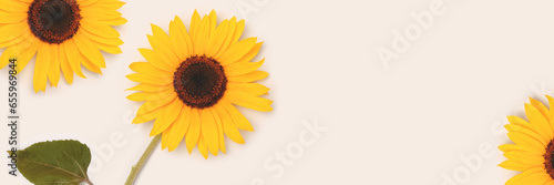 Fototapeta Naklejka Na Ścianę i Meble -  Banner with blooming sunflowers on a gray background. Place for text.