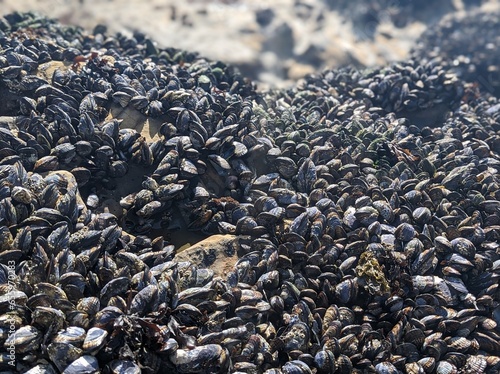 California mussels on the rocky shores of Half Moon Bay 