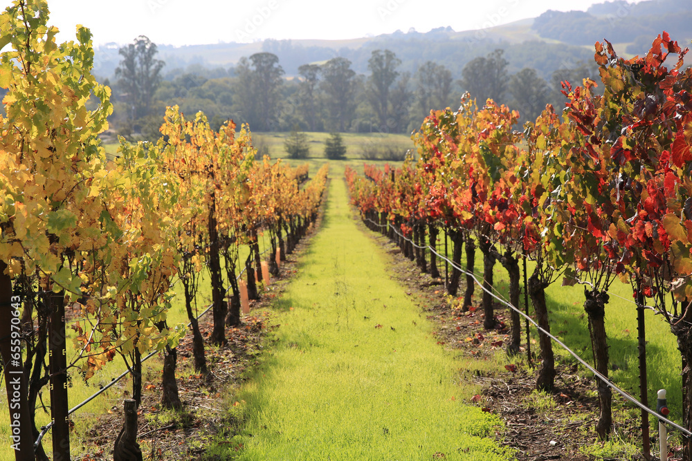 vineyard in fall