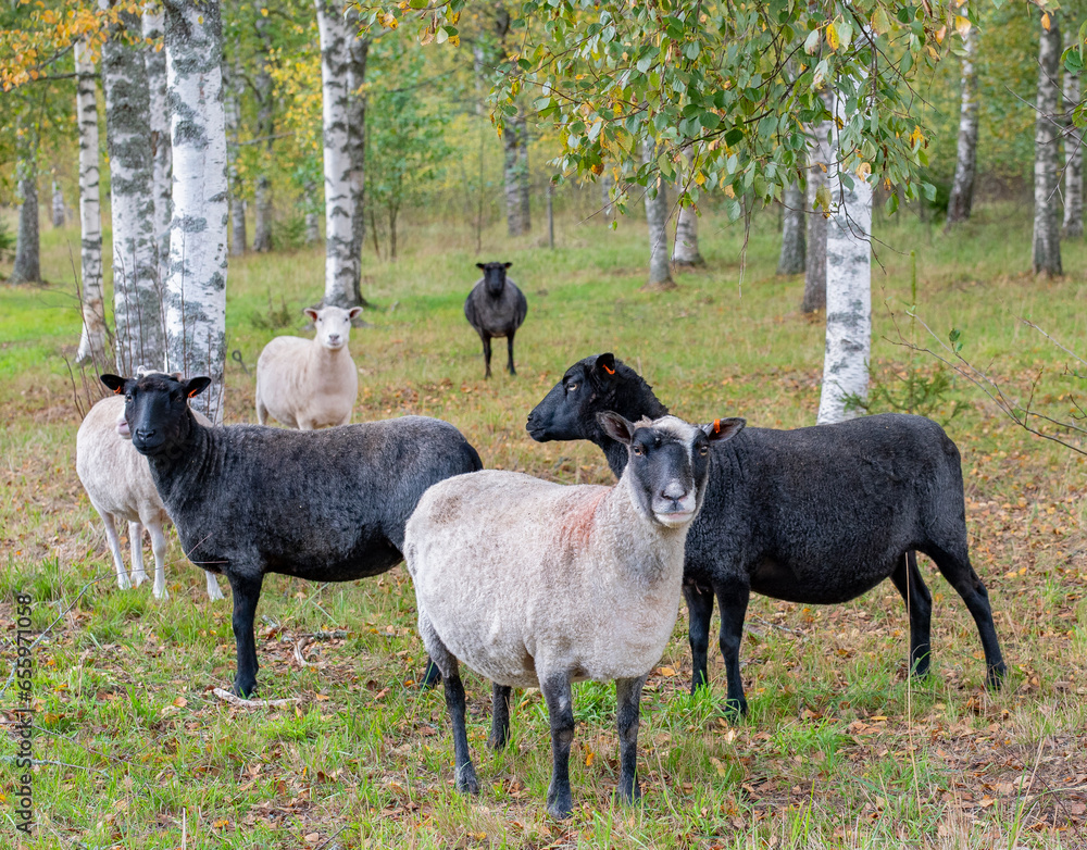 Fototapeta premium Happy sheep grazing