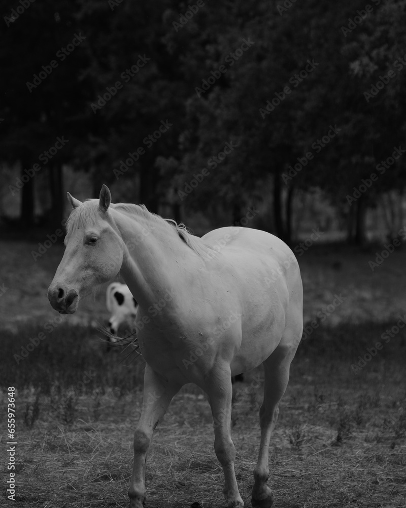 Obraz premium Dark and moody image of dreamy white horse in Texas farm field, black and white image of animal on ranch.
