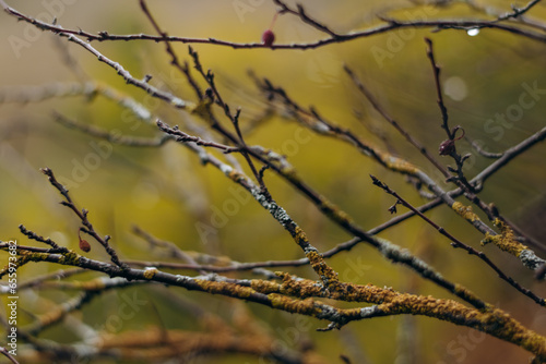 Close-up of bare tree branches with raindrops.Autumn natural background.Selective focus with shallow depth of field.