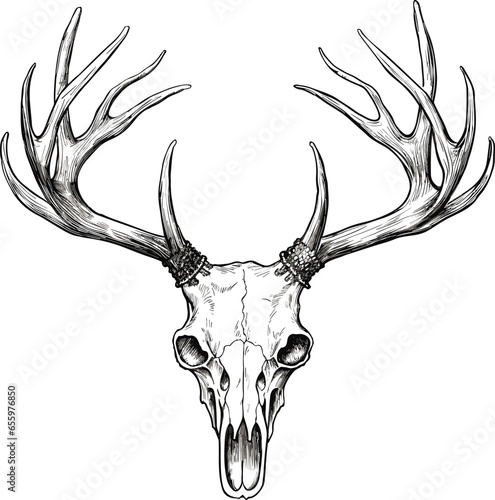 Sketch of deer skull isolated on white background