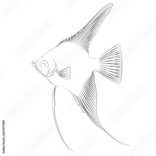 Pterophyllum scalare Sailfins, freshwater angelfish aquatic animal contour lines hand drawn illustration aquarium fish