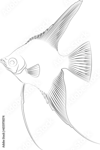 Pterophyllum scalare Sailfins, freshwater angelfish aquatic animal contour lines hand drawn illustration aquarium fish