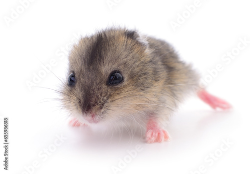 Small domestic hamster.
