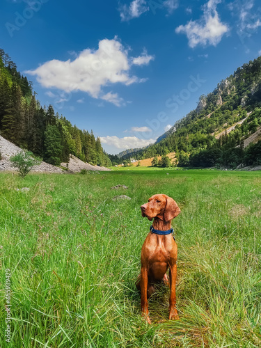 Hungarian Vizsla Dog Sitting in Green Meadow photo