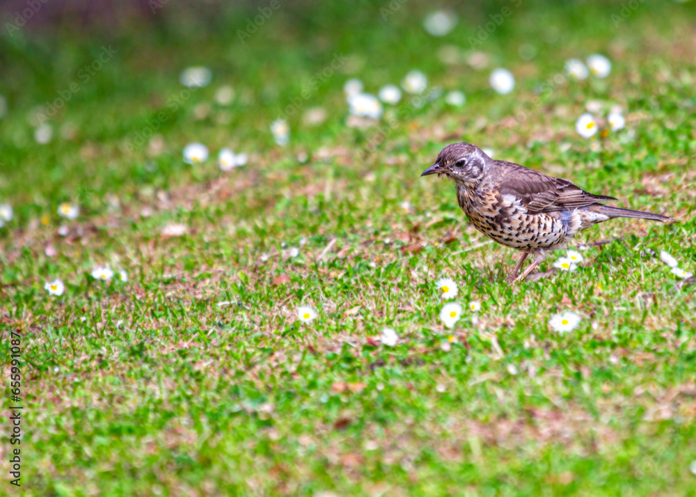 istle Thrush (Turdus viscivorus) in Dublin, Ireland istle Thrush (Turdus viscivorus) in Dublin, Ireland