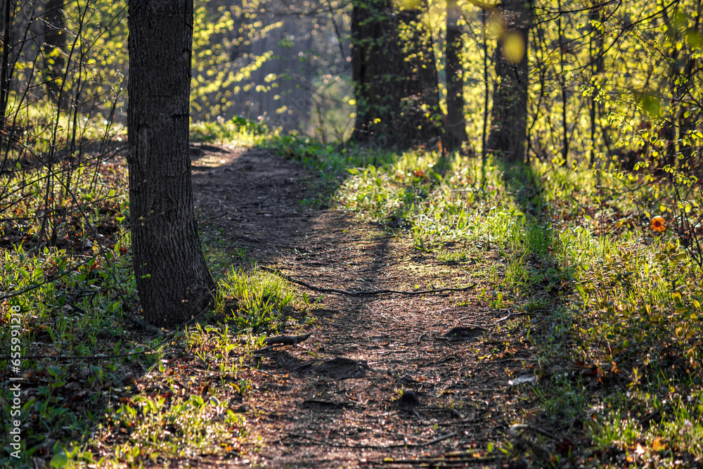 Fototapeta premium Well-trodden path in the spring forest
