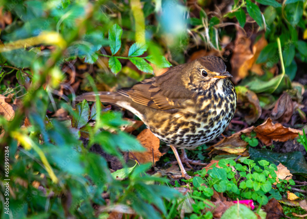 istle Thrush (Turdus viscivorus) in Dublin, Ireland istle Thrush (Turdus viscivorus) in Dublin, Ireland
