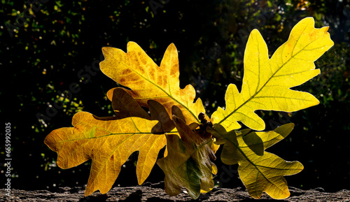 Autumn oak leaves on the ground
