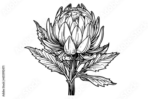 Elegant protea flower hand drawn ink sketch. Engraving style vector illustration