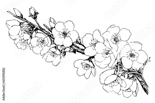 Cherry blossom hand drawn ink sketch. Sakura in engraving style vector illustration
