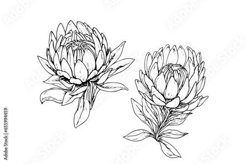 Elegant protea flower hand drawn ink sketch. Engraving style vector illustration