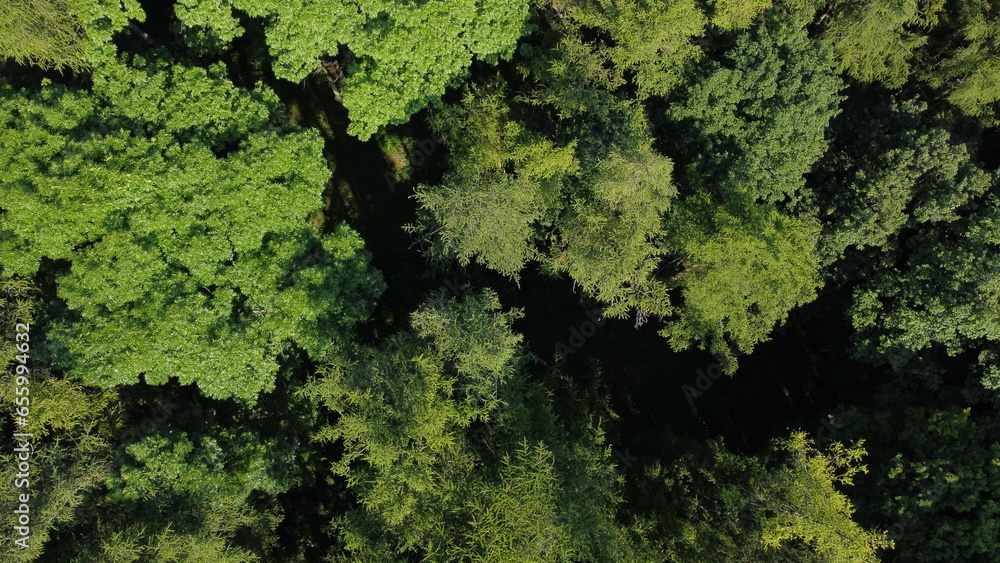 Aerial drone shot of a beautiful Carpathian forest from above. Above the trees view. Pajstun, Slovakia