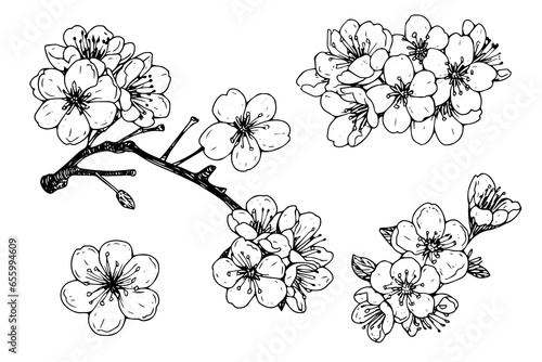 Cherry blossom hand drawn ink sketch. Sakura in engraving style vector illustration